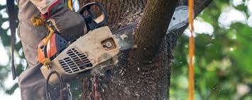  , USA Tree Care Pros